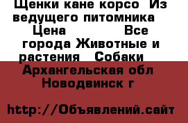 Щенки кане корсо! Из ведущего питомника! › Цена ­ 60 000 - Все города Животные и растения » Собаки   . Архангельская обл.,Новодвинск г.